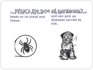 What’s the type of symbiosis?Tick lives on dog and
feeds on its blood and
tissue.
Dog gets skin irritation
and can pick up
diseases carried by
tick.
 