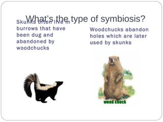 What’s the type of symbiosis?Skunks often live in
burrows that have
been dug and
abandoned by
woodchucks
Woodchucks abandon
holes which are later
used by skunks
 