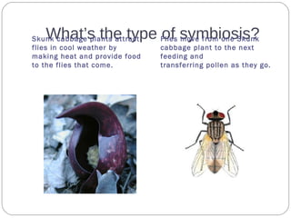What’s the type of symbiosis?Skunk cabbage plants attract
flies in cool weather by
making heat and provide food
to the flies that come.
Flies move from one Skunk
cabbage plant to the next
feeding and
transferring pollen as they go.
 