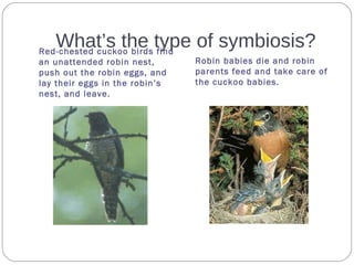 What’s the type of symbiosis?Red-chested cuckoo birds find
an unattended robin nest,
push out the robin eggs, and
lay their eggs in the robin’s
nest, and leave.
Robin babies die and robin
parents feed and take care of
the cuckoo babies.
 