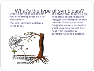 What’s the type of symbiosis?Mycorrhizal fungi invade and
live in or among roots cells of
many plants.
The plant provides nutrients
to the fungi.
The Mycorrhizal fungi help the
host plant absorb inorganic
nitrogen and phosphorus from
the soil. Some mycorrhizal
fungi also secrete antibiotics
which may help protect their
host from invasion by
parasitic fungi and bacteria.
 