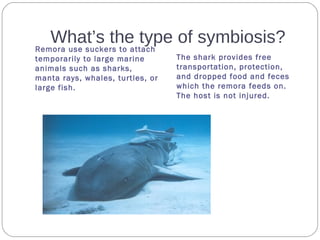 What’s the type of symbiosis?
Remora use suckers to attach
temporarily to large marine
animals such as sharks,
manta rays, whales, turtles, or
large fish.
The shark provides free
transportation, protection,
and dropped food and feces
which the remora feeds on.
The host is not injured.
 