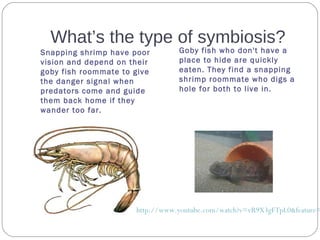 What’s the type of symbiosis?
Snapping shrimp have poor
vision and depend on their
goby fish roommate to give
the danger signal when
predators come and guide
them back home if they
wander too far.
Goby fish who don't have a
place to hide are quickly
eaten. They find a snapping
shrimp roommate who digs a
hole for both to live in.
http://www.youtube.com/watch?v=vR9X3gFTpL0&feature=
 