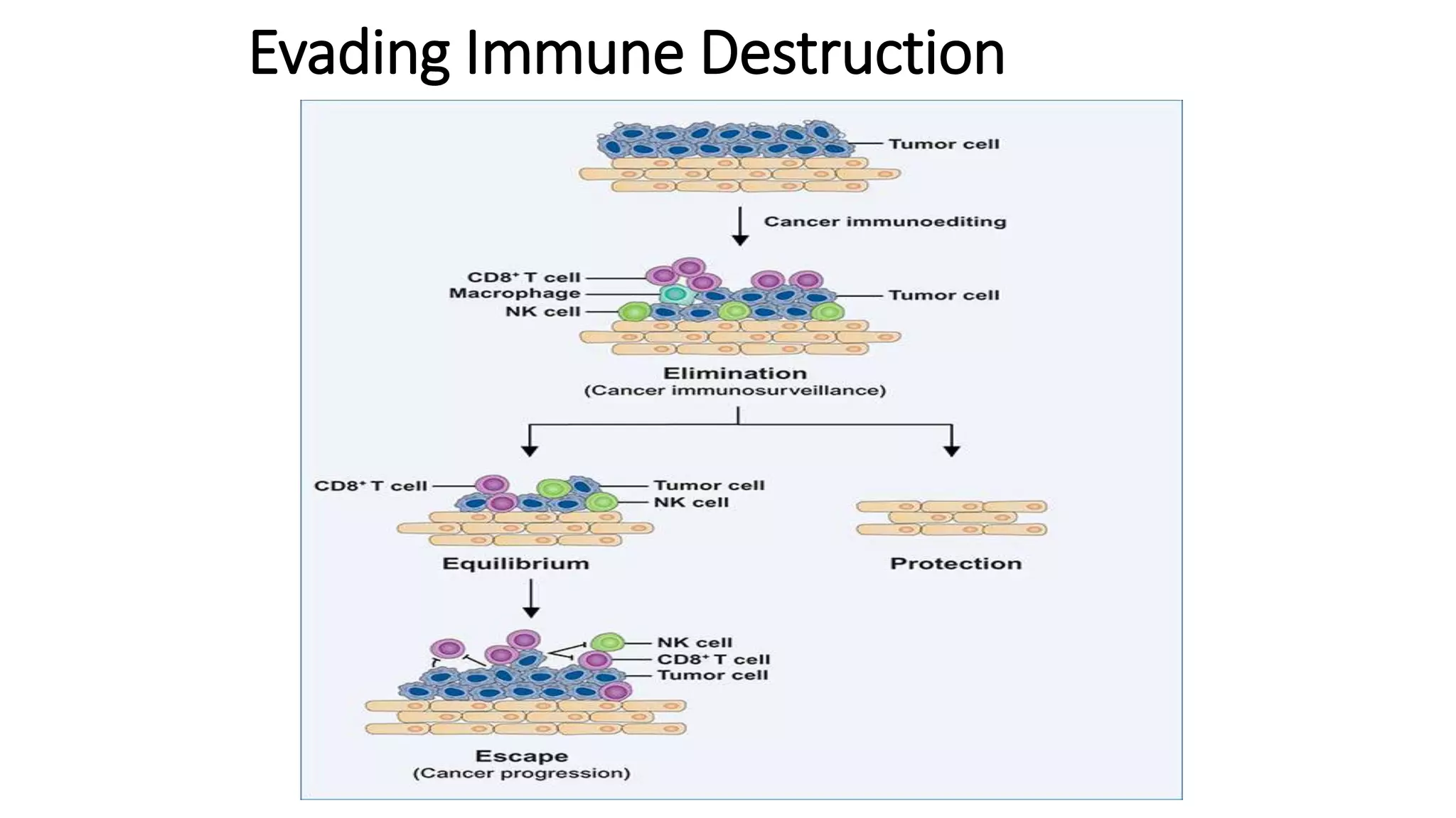 Evading Immune Destruction
 