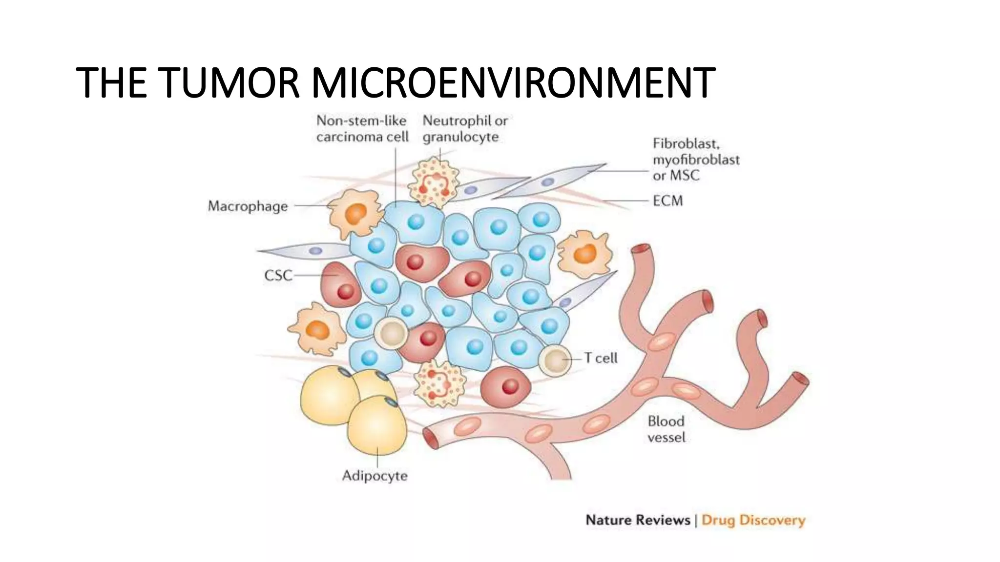 THE TUMOR MICROENVIRONMENT
 