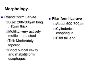 Morphology…
 Rhabditiform Larvae
Size: 200-300m long
; 15m thick
Motility: very actively
motile in the stool
Tail: Moderately
tapered
Short buccal cavity
and rhabiditiform
esophagus
 Filariforml Larave
About 600-700m
Cylinderical
esophagus
Bifid tail end
 