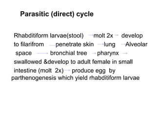 Parasitic (direct) cycle
Rhabditiform larvae(stool) molt 2x develop
to filarifrom penetrate skin lung Alveolar
space bronchial tree pharynx
swallowed &develop to adult female in small
intestine (molt 2x) produce egg by
parthenogenesis which yield rhabditiform larvae
 