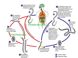 Parasitic life cycle
Free-living cycle
 