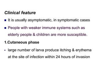 Clinical feature
 It is usually asymptomatic, in symptomatic cases
 People with weaker immune systems such as
elderly people & children are more susceptible.
1.Cutaneous phase
 large number of larva produce itching & erythema
at the site of infection within 24 hours of invasion
 