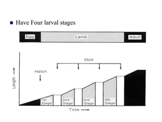  Have Four larval stages
 