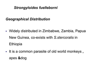 Strongyloides fuelleborni
Geographical Distribution
 Widely distributed in Zimbabwe, Zambia, Papua
New Guinea, co-exists with S.stercoralis in
Ethiopia
 It is a common parasite of old world monkeys ,
apes &dog
 