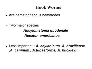  Are hematophagous nematodes
 Two major species
Ancylomstoma duodenale
Necator americanus
 Less important : A. ceylanicum, A. braziliense
,A. caninum , A.tubaeforme, A. buckleyi
Hook Worms
 