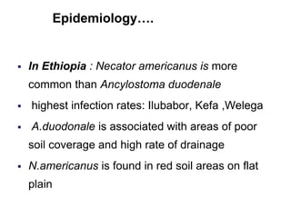  In Ethiopia : Necator americanus is more
common than Ancylostoma duodenale
 highest infection rates: Ilubabor, Kefa ,Welega
 A.duodonale is associated with areas of poor
soil coverage and high rate of drainage
 N.americanus is found in red soil areas on flat
plain
Epidemiology….
 