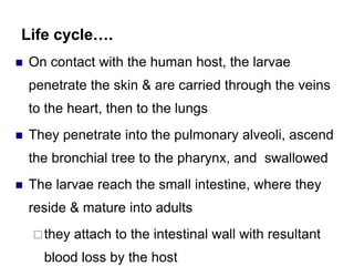 Life cycle….
 On contact with the human host, the larvae
penetrate the skin & are carried through the veins
to the heart, then to the lungs
 They penetrate into the pulmonary alveoli, ascend
the bronchial tree to the pharynx, and swallowed
 The larvae reach the small intestine, where they
reside & mature into adults
they attach to the intestinal wall with resultant
blood loss by the host
 