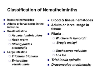 Classification of Nemathelminths
 Intestine nematodes
 Adults or larval stage in the
intestine
 Small intestine
 Ascaris lumbricoides
 Hook worm
 Strongyloides
stercoralis
 Large intestine
 Trichuris trichuria
 Enterobius
vermicularis
 Blood & tissue nematodes
 Adults or larval stage in
tissue
 Filaria –
 Wuchereria bancrofti
 Brugia malayi
 Onchocerca volvulus
 Loa loa
 Trichinella spiralis,
 Draconculus medinensis
 