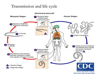 Transmission and life cycle
 