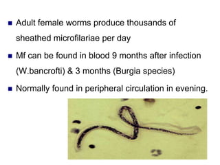  Adult female worms produce thousands of
sheathed microfilariae per day
 Mf can be found in blood 9 months after infection
(W.bancrofti) & 3 months (Burgia species)
 Normally found in peripheral circulation in evening.
 