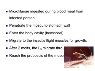  Microfilariae ingested during blood meal from
infected person
 Penetrate the mosquito stomach wall
 Enter the body cavity (hemocoel)
 Migrate to the insect's flight muscles for growth.
 After 2 molts, the L3 migrate through the head,
 Reach the proboscis of the mosquito.
 