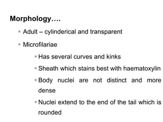 Morphology….
 Adult – cylinderical and transparent
 Microfilariae
 Has several curves and kinks
 Sheath which stains best with haematoxylin
 Body nuclei are not distinct and more
dense
 Nuclei extend to the end of the tail which is
rounded
 