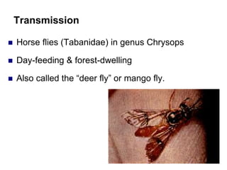 Transmission
 Horse flies (Tabanidae) in genus Chrysops
 Day-feeding & forest-dwelling
 Also called the “deer fly” or mango fly.
 