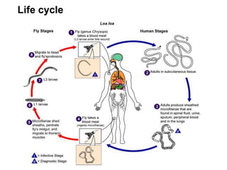 Life cycle
 