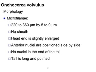Onchocerca volvulus
Morphology
 Microfilariae:
220 to 360 µm by 5 to 9 µm
No sheath
Head end is slightly enlarged
Anterior nuclei are positioned side by side
No nuclei in the end of the tail
Tail is long and pointed
227
 