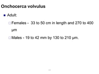 Onchocerca volvulus
 Adult:
Females - 33 to 50 cm in length and 270 to 400
μm
Males - 19 to 42 mm by 130 to 210 μm.
228
 