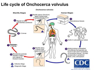 Life cycle of Onchocerca volvulus
233
 