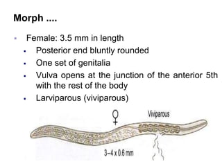 Morph ....
 Female: 3.5 mm in length
 Posterior end bluntly rounded
 One set of genitalia
 Vulva opens at the junction of the anterior 5th
with the rest of the body
 Larviparous (viviparous)
248
 