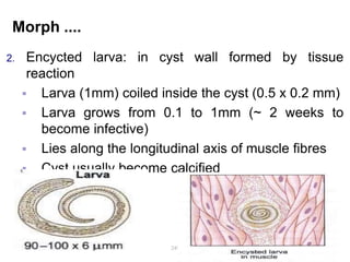 Morph ....
2. Encycted larva: in cyst wall formed by tissue
reaction
 Larva (1mm) coiled inside the cyst (0.5 x 0.2 mm)
 Larva grows from 0.1 to 1mm (~ 2 weeks to
become infective)
 Lies along the longitudinal axis of muscle fibres
 Cyst usually become calcified
249
 
