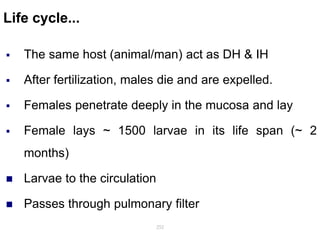 Life cycle...
 The same host (animal/man) act as DH & IH
 After fertilization, males die and are expelled.
 Females penetrate deeply in the mucosa and lay
 Female lays ~ 1500 larvae in its life span (~ 2
months)
 Larvae to the circulation
 Passes through pulmonary filter
252
 