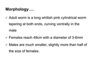 Morphology….
 Adult worm is a long whitish pink cylindrical worm
tapering at both ends, curving ventrally in the
male
 Females reach 49cm with a diameter of 3-6mm
 Males are much smaller, slightly more than half of
the size of females.
 