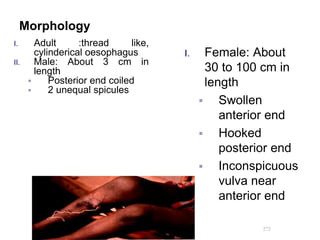 Morphology
I. Adult :thread like,
cylinderical oesophagus
II. Male: About 3 cm in
length
 Posterior end coiled
 2 unequal spicules
I. Female: About
30 to 100 cm in
length
 Swollen
anterior end
 Hooked
posterior end
 Inconspicuous
vulva near
anterior end
272
 