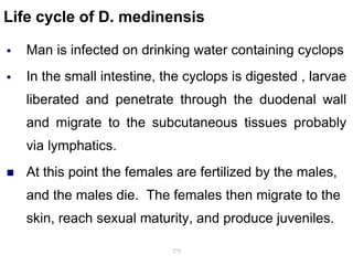 Life cycle of D. medinensis
 Man is infected on drinking water containing cyclops
 In the small intestine, the cyclops is digested , larvae
liberated and penetrate through the duodenal wall
and migrate to the subcutaneous tissues probably
via lymphatics.
 At this point the females are fertilized by the males,
and the males die. The females then migrate to the
skin, reach sexual maturity, and produce juveniles.
278
 