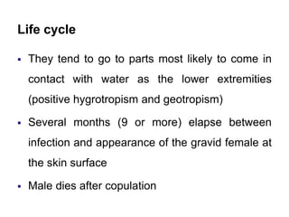 Life cycle
 They tend to go to parts most likely to come in
contact with water as the lower extremities
(positive hygrotropism and geotropism)
 Several months (9 or more) elapse between
infection and appearance of the gravid female at
the skin surface
 Male dies after copulation
 
