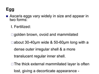 Egg
 Ascaris eggs vary widely in size and appear in
two forms:
I. Fertilized:
golden brown, ovoid and mammilated
about 30-40µm wide & 50-60µm long with a
dense outer irregular shell & a more
translucent regular inner shell.
The thick external mammilated layer is often
lost, giving a decorticate appearance -
 