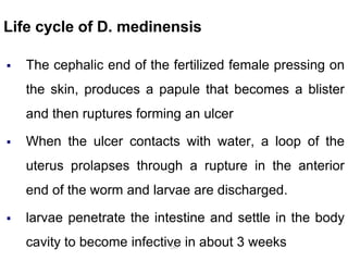 Life cycle of D. medinensis
 The cephalic end of the fertilized female pressing on
the skin, produces a papule that becomes a blister
and then ruptures forming an ulcer
 When the ulcer contacts with water, a loop of the
uterus prolapses through a rupture in the anterior
end of the worm and larvae are discharged.
 larvae penetrate the intestine and settle in the body
cavity to become infective in about 3 weeks
280
 