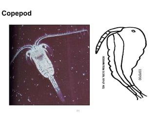 Copepod
281
 