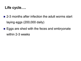 Life cycle….
 2-3 months after infection the adult worms start
laying eggs (200,000 daily)
 Eggs are shed with the feces and embryonate
within 2-3 weeks
 