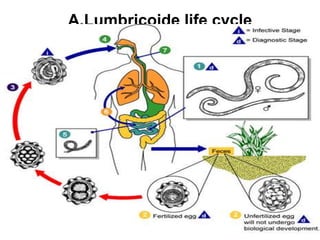 A.Lumbricoide life cycle
 