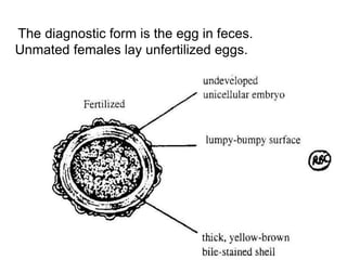 The diagnostic form is the egg in feces.
Unmated females lay unfertilized eggs.
 