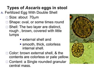 Types of Ascaris eggs in stool
A. Fertilized Egg With Double Shell
 Size: about 70m
 Shape: oval, or some times round
 Shell: The two layer are distinct,
rough , brown, covered with little
lumps
 external shell and
 smooth, thick, colorless
internal shell.
 Color: brown external shell, & the
contents are colorless or pale yellow.
 Content: a Single rounded granular
central mass.
 