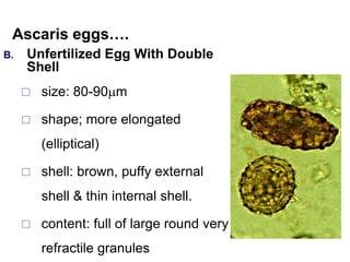 Ascaris eggs….
B. Unfertilized Egg With Double
Shell
 size: 80-90m
 shape; more elongated
(elliptical)
 shell: brown, puffy external
shell & thin internal shell.
 content: full of large round very
refractile granules
 