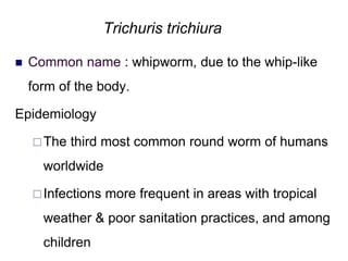 Trichuris trichiura
 Common name : whipworm, due to the whip-like
form of the body.
Epidemiology
The third most common round worm of humans
worldwide
Infections more frequent in areas with tropical
weather & poor sanitation practices, and among
children
 