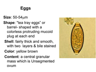 Eggs
Size: 50-54m
Shape: "tea tray eggs” or
barrel- shaped with a
colorless protruding mucoid
plug at each end
Shell: fairly thick and smooth,
with two layers & bile stained
Color: yellow brown
Content: a central granular
mass which is Unsegmented
ovum
 