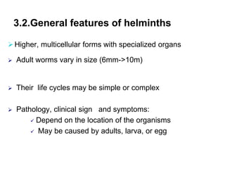 3.2.General features of helminths
Higher, multicellular forms with specialized organs
 Adult worms vary in size (6mm->10m)
 Their life cycles may be simple or complex
 Pathology, clinical sign and symptoms:
 Depend on the location of the organisms
 May be caused by adults, larva, or egg
 