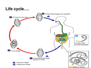 Life cycle….
 