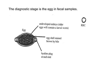 The diagnostic stage is the egg in fecal samples.
 