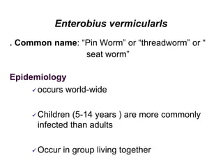 Enterobius vermicularls
. Common name: “Pin Worm” or “threadworm” or “
seat worm”
Epidemiology
 occurs world-wide
 Children (5-14 years ) are more commonly
infected than adults
 Occur in group living together
 
