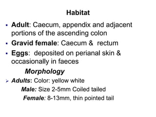 Habitat
 Adult: Caecum, appendix and adjacent
portions of the ascending colon
 Gravid female: Caecum & rectum
 Eggs: deposited on perianal skin &
occasionally in faeces
Morphology
 Adults: Color: yellow white
Male: Size 2-5mm Coiled tailed
Female: 8-13mm, thin pointed tail
 